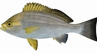 Image result for Parapristipoma. Size: 192 x 106. Source: fishillust.com