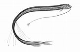 Image result for Stomiiformes. Size: 162 x 106. Source: fishesofaustralia.net.au