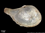 Image result for Cardiomya costellata Klasse. Size: 144 x 106. Source: www.naturalhistory.museumwales.ac.uk