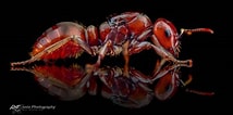 Image result for "oikopleura Rufescens". Size: 214 x 106. Source: ant-photo.eu