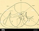 Image result for "rosacea Plicata". Size: 133 x 106. Source: www.alamy.com