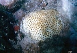 Image result for "solenastrea Bournoni". Size: 155 x 106. Source: coralpedia.bio.warwick.ac.uk