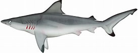 Afbeeldingsresultaten voor "carcharhinus Amblyrhynchoides". Grootte: 273 x 106. Bron: marinewise.com.au