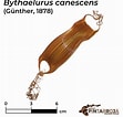 Bythaelurus canescens Anatomie-এর ছবি ফলাফল. আকার: 111 x 106. সূত্র: shark-references.com
