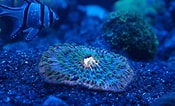 Image result for Fungia Plate Coral. Size: 175 x 106. Source: www.reddit.com