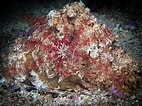 Image result for "antedon Petasus". Size: 142 x 106. Source: www.seawater.no