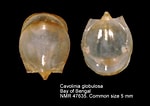 Image result for "cavolinia gibbosa Gibbosa". Size: 150 x 106. Source: www.marinespecies.org