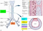 Image result for "caecum Trachea". Size: 148 x 106. Source: healthjade.com