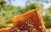 Image result for Honey Bee 外付けジャイロ. Size: 169 x 106. Source: www.worldatlas.com