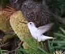 Leucistic Anna's Hummingbird ପାଇଁ ପ୍ରତିଛବି ଫଳାଫଳ. ଆକାର: 127 x 106। ଉତ୍ସ: photocontest.smithsonianmag.com