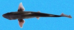 Image result for "mustelus Henlei". Size: 259 x 106. Source: www.sharkwater.com