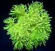 Image result for Catalaphyllia Stam. Size: 113 x 106. Source: www.coral-station.de