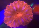 Image result for Cynarina lacrymalis. Size: 148 x 106. Source: koraalwereld.nl