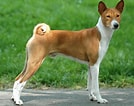 Image result for Basenji Hund. Size: 134 x 106. Source: animalsbreeds.com