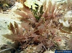 Image result for "wrangelia Penicillata". Size: 144 x 106. Source: www.poppe-images.com