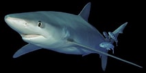Image result for blauwe haai. Size: 213 x 106. Source: www.adcdiving.be