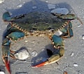 Image result for "callinectes Sapidus". Size: 120 x 106. Source: www.flickriver.com