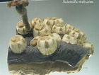 Image result for "coronula Diadema". Size: 140 x 106. Source: www.scientificlib.com