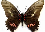 Image result for Mimoides ariarathes. Size: 149 x 106. Source: shop.insects-more.de