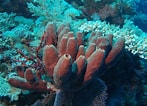Image result for "rissoa Porifera". Size: 147 x 106. Source: es.wikipedia.org