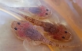 Image result for "benthophilus Stellatus". Size: 168 x 106. Source: biomolecula.ru