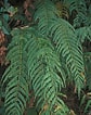 Image result for "tomopteris Ligulata". Size: 84 x 106. Source: www.phytoimages.siu.edu