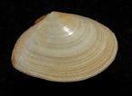 Image result for "tellina Tenuis". Size: 145 x 106. Source: www.aphotomarine.com
