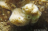 Image result for "dysidea Fragilis". Size: 164 x 106. Source: european-marine-life.org