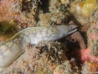 Image result for "gymnothorax Maderensis". Size: 141 x 106. Source: fishesofaustralia.net.au