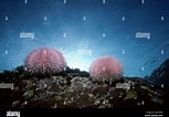 Image result for "lucilla Echinus". Size: 153 x 106. Source: www.alamy.com