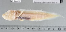 Image result for "aphyonus Gelatinosus". Size: 216 x 106. Source: fishillust.com