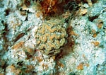Image result for "isophyllia Sinuosa". Size: 150 x 106. Source: coralpedia.bio.warwick.ac.uk