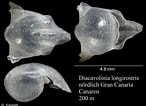 Image result for "diacavolinia Limbata". Size: 146 x 106. Source: www.marinespecies.org