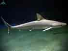 Image result for Black Pit Shark. Size: 141 x 106. Source: alchetron.com