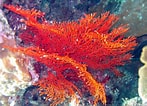 Afbeeldingsresultaten voor Fire corals. Grootte: 147 x 106. Bron: epadigestive.weebly.com