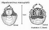 Image result for "hapalocarcinus Marsupialis". Size: 170 x 106. Source: cookislands.bishopmuseum.org