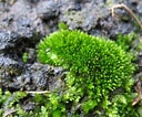 Image result for Moss. Size: 128 x 106. Source: usinggeorgianativeplants.blogspot.com