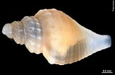 Image result for "oenopota Turricula". Size: 163 x 106. Source: www.marinespecies.org