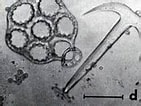 Afbeeldingsresultaten voor "opheodesoma Grisea". Grootte: 141 x 106. Bron: www.dafni.com
