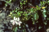 Afbeeldingsresultaten voor "pseudochirella Spinosa". Grootte: 164 x 106. Bron: www.phytoimages.siu.edu