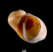 Afbeeldingsresultaten voor "lacuna Pallidula". Grootte: 108 x 106. Bron: www.marinespecies.org