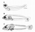 Image result for Triclops Anatomy. Size: 115 x 106. Source: www.researchgate.net