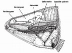 Image result for Wrakbaars Anatomie. Size: 143 x 106. Source: www.reefsecrets.org