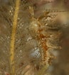 Image result for "lomanotus Marmoratus". Size: 97 x 106. Source: www.britishmarinelifepictures.co.uk