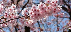Image result for cerezos en flor Sakura. Size: 235 x 106. Source: gogonihon.com