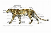 Bildergebnis für Snow Leopard Anatomy. Größe: 166 x 106. Quelle: www.pinterest.fr