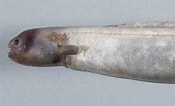 Image result for Simenchelys parasitica Gedrag. Size: 175 x 106. Source: australian.museum