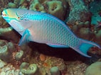 Image result for Scarus vetula Roofdieren. Size: 142 x 106. Source: reefguide.org