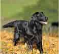 Image result for Flat Coated Retriever. Size: 116 x 106. Source: animalsadda.com