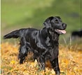 Image result for Flat Coated Retriever Opprinnelse. Size: 117 x 106. Source: animalia-life.club